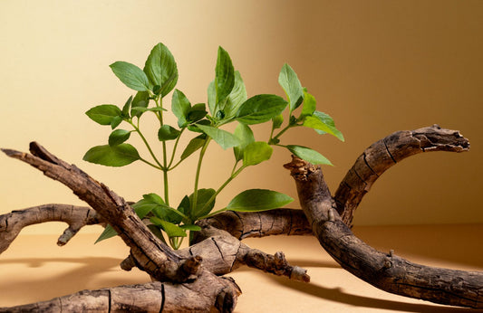 Ashwagandha - Beneficii & Utilizare